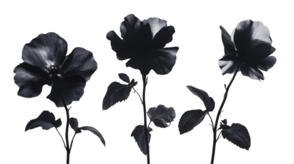 Dark floral elegance Three hibiscus blooms in silhouette art, monochrome botanical beauty, minimal aesthetic against a white background, modern floral print.