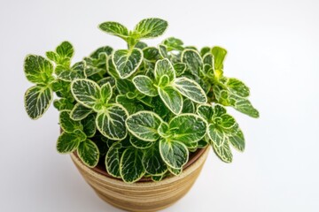 Naklejka premium Lardizabalaceae plant thriving in a trendy pot against a pristine white backdrop showcasing its vibrant foliage
