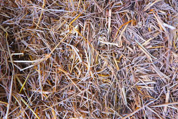 Hay dry straw texture background. Hay prepared for farm animal feed in winter. Wheat gold hay in field.