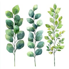 Fototapeta premium Minimalist Watercolor Eucalyptus Leaf Compositions in Cool Green Tones