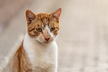 Close-up of a ginger and white cat with a blurred background in Rabat, Morocco