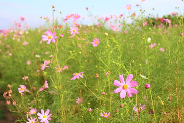 青空の下のコスモス畑