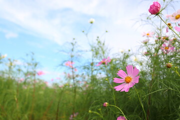 青空の下のコスモス畑