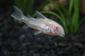 Albino bronze corydoras (Corydoras aeneus) © Geza Farkas