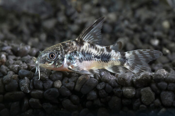 Peppered corydoras, Corydoras paleatus