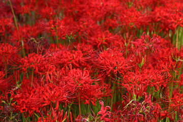 赤い彼岸花畑