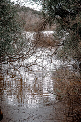 reflection of trees in water