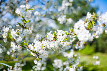 Beautiful cherry tree blossoming on spring. Beauty in nature. Tender cherry branches on spring day outdoors.