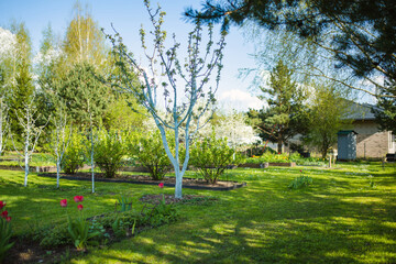 Obraz premium Beautiful green garden full of trees, decorative plants and blossoming flowers. Beautiful day in a backyard.