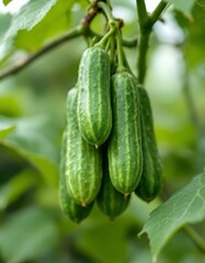 Close-up of a cluster of fresh cucamelons hanging on a branch with leaves