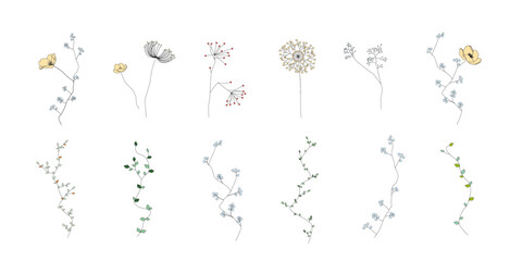 植物のイラストのセット、野の花、野の葉、ボタニカル、ベクター