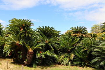 日本庭園の中のソテツ畑
