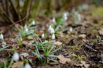 Spring snowdrop flowers blossoming outdoors.