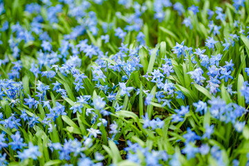 Scilla flowers blooming in the spring garden on the Alpine hill. Beautiful blue spring flowers on a...