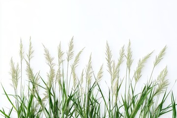 Green grass border on white; nature backdrop
