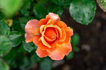 Delicate Orange Rose Surrounded by Lush Green Leaves. Closeup.