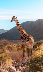 Obraz premium Giraffe standing on rocks, surveying dry African landscape with mountains