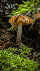 Мир в миниатюре