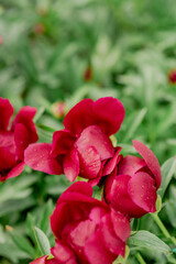 Blooming peony bushes of various species in the garden