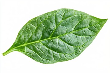 Obraz premium Vibrant green spinach leaf on a clean white background showcasing intricate texture and detail