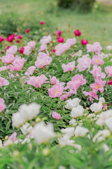 Blooming peony bushes of various species in the garden