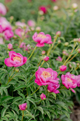 Blooming peony bushes of various species in the garden