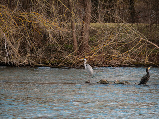 Zwei Vögel am Fluss 