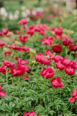 Blooming peony bushes of various species in the garden