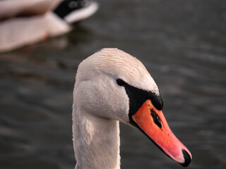 mute swan cygnus olor