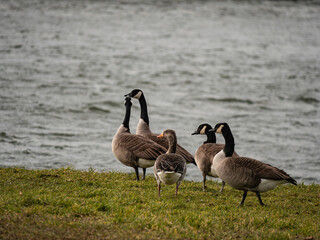 canada goose family