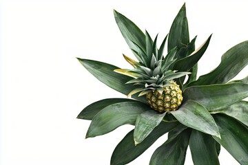 Pineapple Crown Nestled in Lush Green Leaves Tropical Still Life Freshness and Vibrant Color