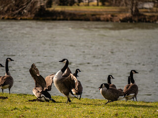 canada goose and geese