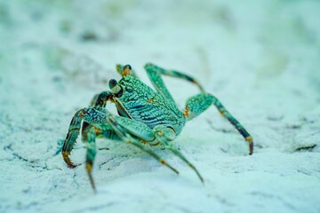 Vibrant green crab on sandy beach.