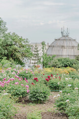 Blooming peony bushes of various species in the garden