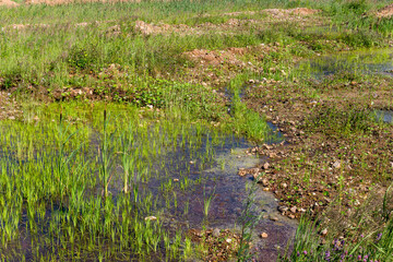 Shallow area overgrown with green vegetation, former sand quarry