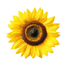 Vibrant Sunflower Centered Against a White Background