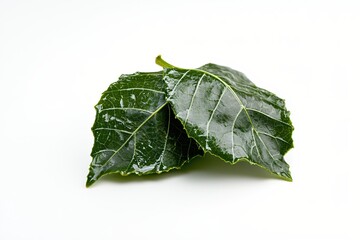 Two Fresh Green Leaves on White Background Showcasing Vibrant Color and Intricate Vein Detail