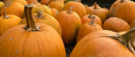 Pumpkin Accumulation