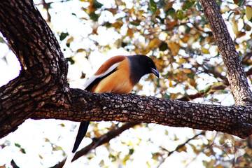 Bird Rufous treepie in jungle of India