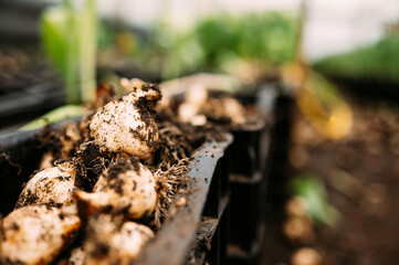 The Organic Tulip Bulb Harvests Take Place in a Nurturing Greenhouse Environment that Enhances Growth