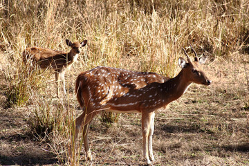 two deer in the grass in jungle of India