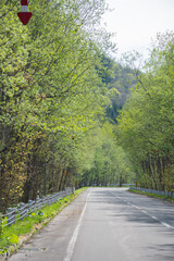 Obraz premium 新緑の森を通る道路 