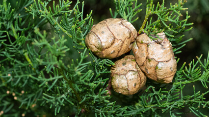 pine trees. photos of pine trees and cones.