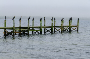 Cormorants perch on a weathered pier in tranquil waters, creating a peaceful ambiance amid the soft...
