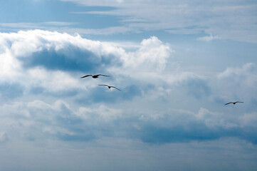 Gabbiani in volo