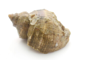 Close-Up Of Seashell Against White Background - stock photo

