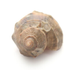 Close-Up Of Seashell Against White Background - stock photo
