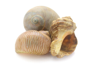 Close-Up Of Seashell Against White Background - stock photo

