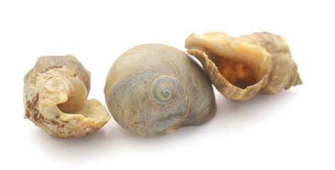 Close-Up Of Seashell Against White Background - stock photo
