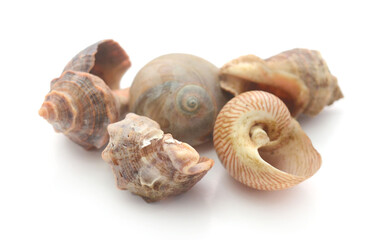 Close-Up Of Seashell Against White Background - stock photo
